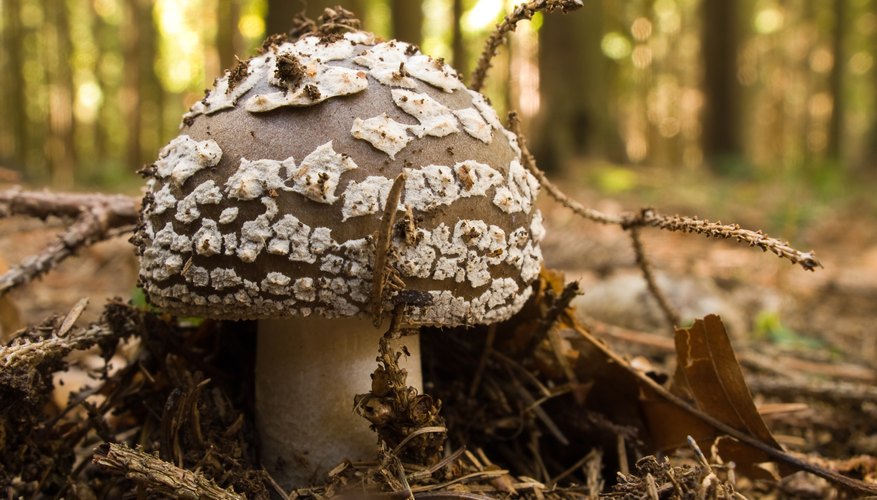 Photo Credit: Zbynek Burival/iStock/Getty Images Panther Cap mushroom growing in forest