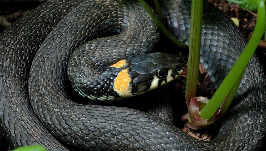 Photo Credit: Vladimir Blinov/Hemera/Getty Images Grass Snake