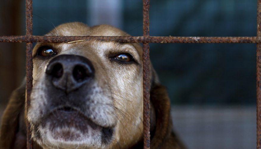 Dog is looking through his prison