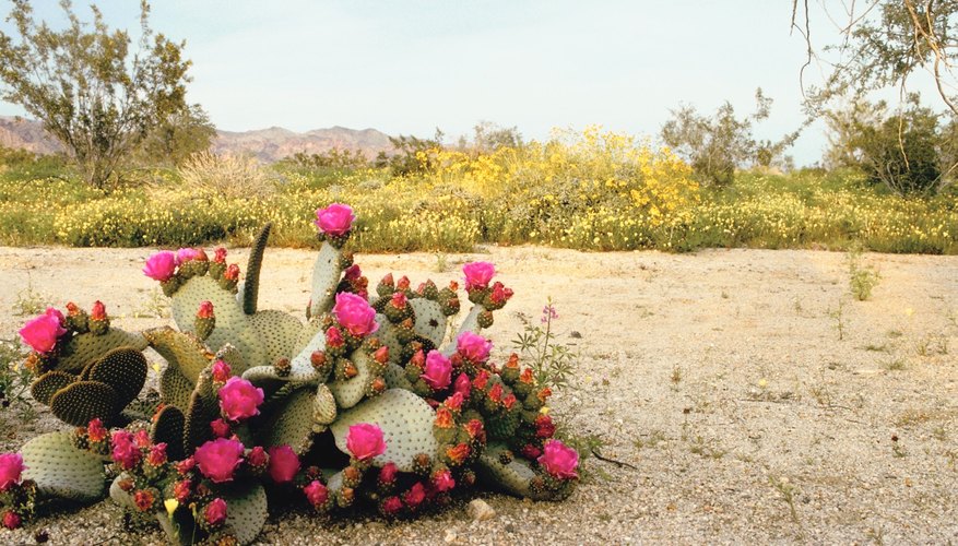 Photo Credit: Jupiterimages/Photos.com/Getty Images Arizona