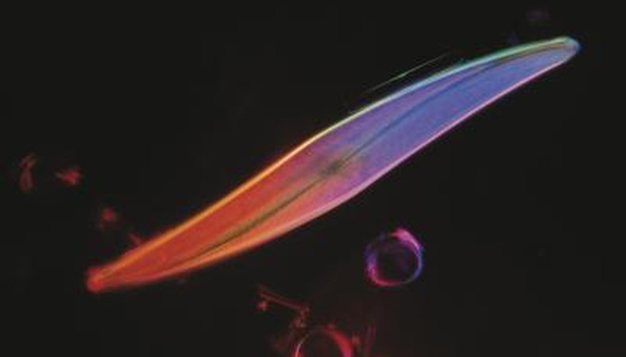 Photo Credit: Comstock Images/Comstock/Getty Images Diatomaceous earth is formed from water-dwelling diatoms.