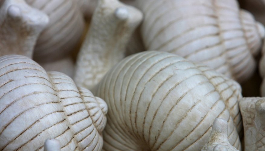 Puedes hacer artesanías originales con caracoles.