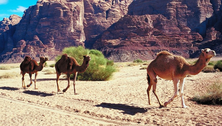 what-types-of-adaptations-must-desert-animals-make-to-conserve-water