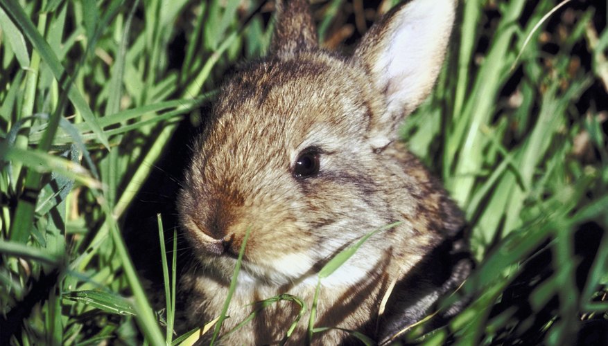 How to Make a Diorama About Rabbits | Sciencing