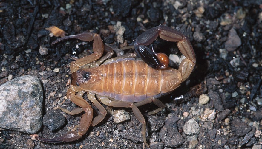 Scorpions in Alabama | Sciencing