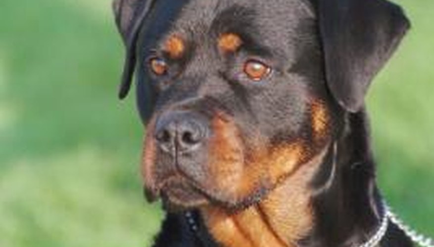 Photo Credit: Jupiterimages/Photos.com/Getty Images Large, active dogs, such as Rottweilers, generally require a fenced yard.
