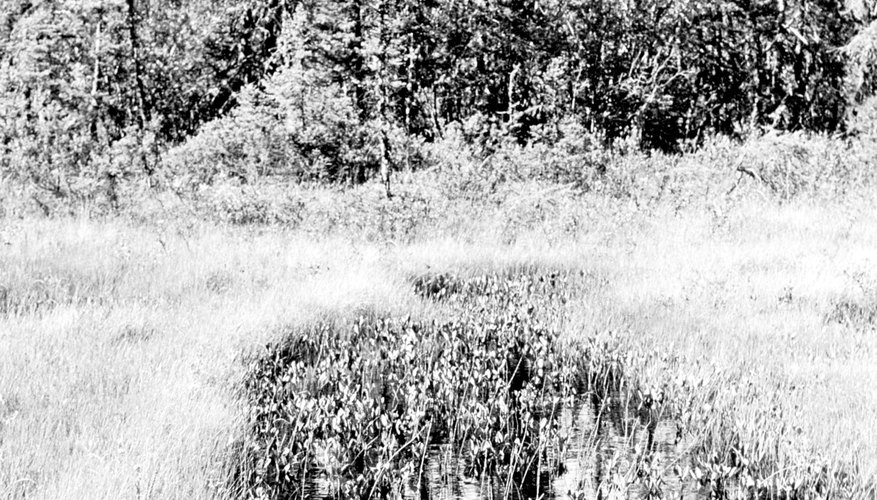 Photo Credit: Hemera Technologies/AbleStock.com/Getty Images An ecosystem can be as small as a puddle or as large as a forest.