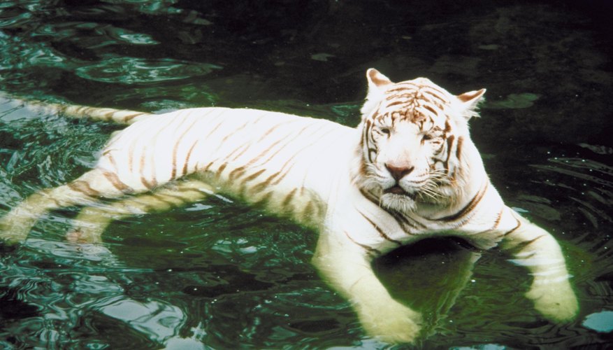 Los tigres blancos están en peligro parcialmente por la pérdida de sus hábitats.