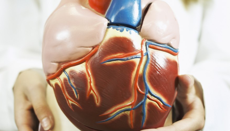 How to Make a Human Heart for Children | Sciencing