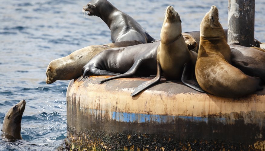 Animals And Plants On The California Coast Sciencing