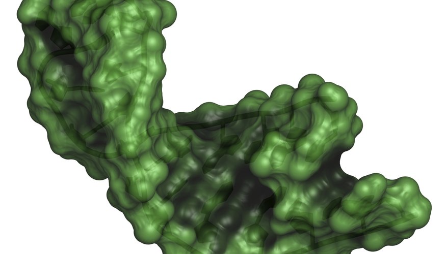 the-structure-function-of-mrna-sciencing