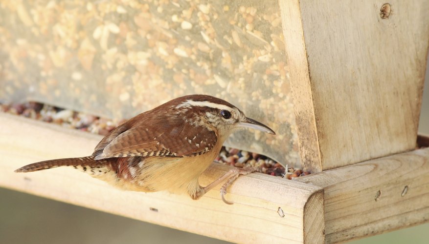 A wren is eating from a bird feeder. A wren is eating from a bird feeder.