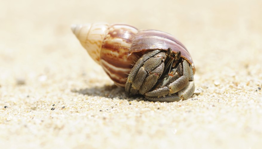 Photo Credit: haveseen/iStock/Getty Images There are about 440 different types of crab.