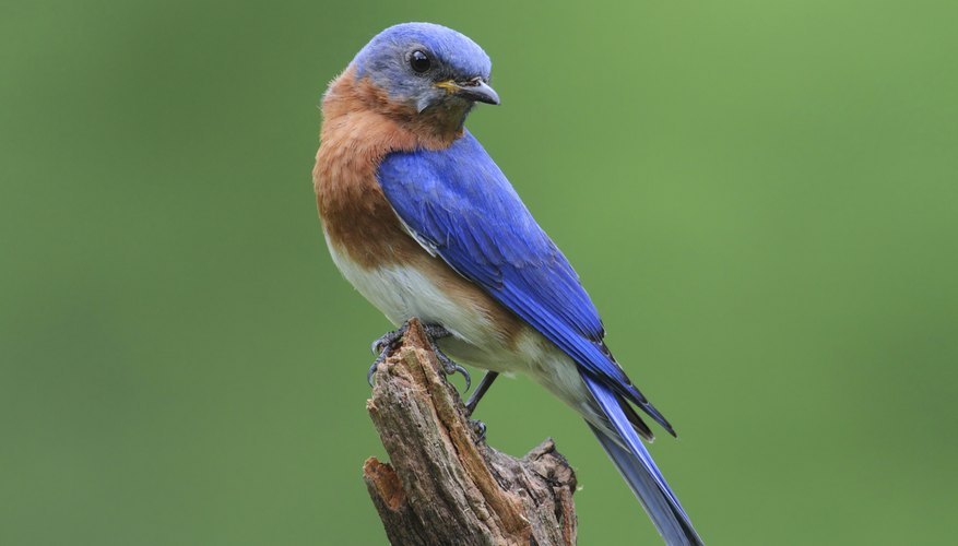 Male Eastern bluebird. Male Eastern bluebird.