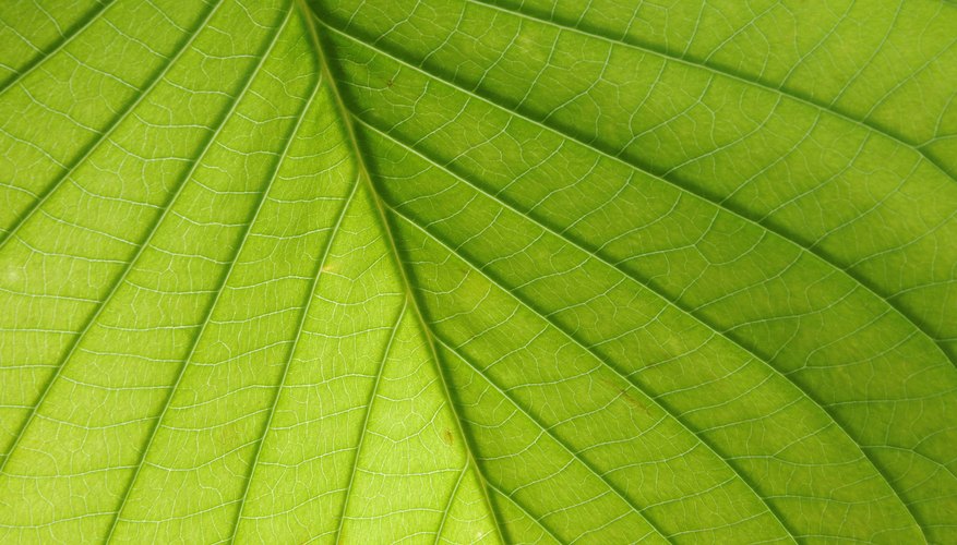 Why Do Plants &amp; Animals Need Nitrogen? Sciencing