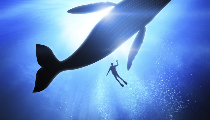 Photo Credit: solarseven/iStock/Getty Images Humpback whale and diver underwater