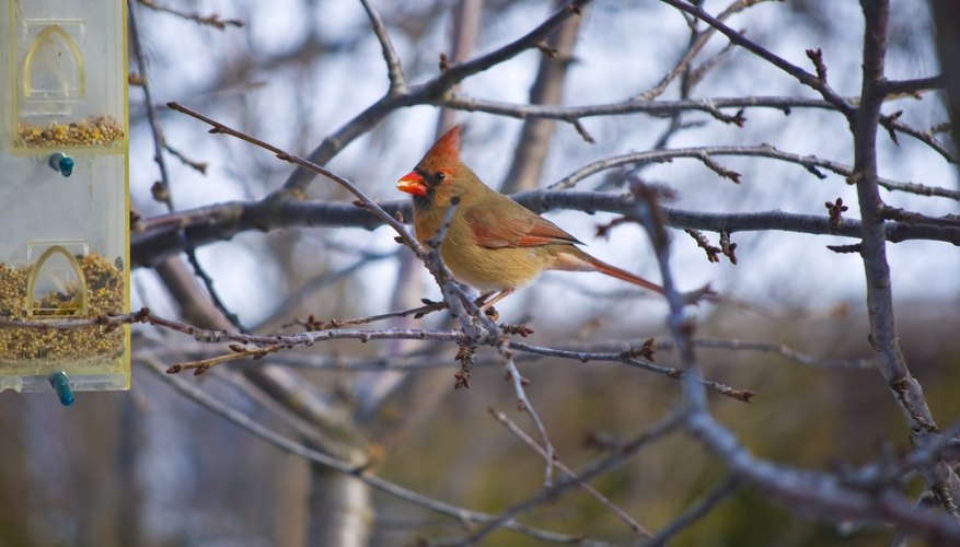 Photo Credit: Emil Huston/iStock/Getty Images A female cardinal approaches a birdfeeder located near tree branches