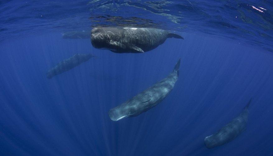 Photo Credit: ShaneGross/iStock/Getty Images Pod of Sperm whales off the coast of Sri Lanka