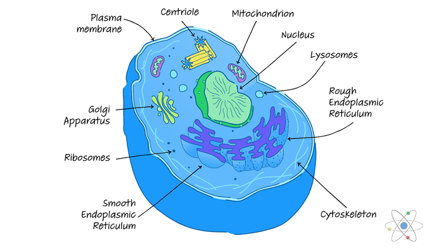 Eukaryotic Cell: Definition; Structure & Function (with Analogy
