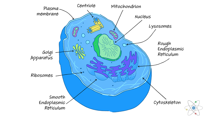 Eukaryotic Cell Definition, Structure & Function (with Analogy