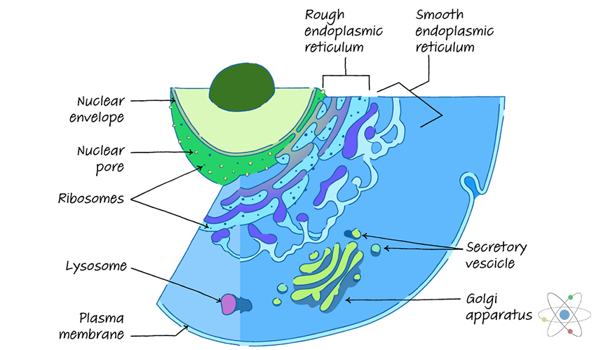 Lysosome Definition, Structure & Function Sciencing