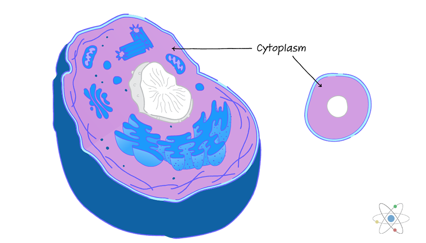 Cytoplasm: Definition, Structure & Function (with Diagram ...