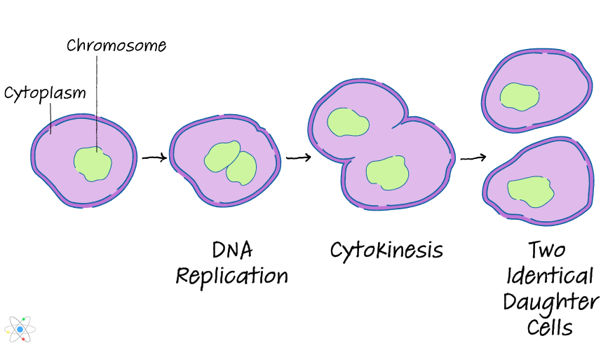 transverse binary fission definition