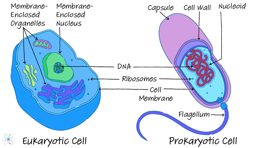 prokaryotic-vs-eukaryotic-cells-similarities-differences-sciencing