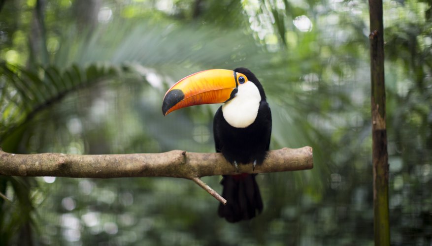 Animaux qui vivent dans la couche de la canopée de la forêt tropicale