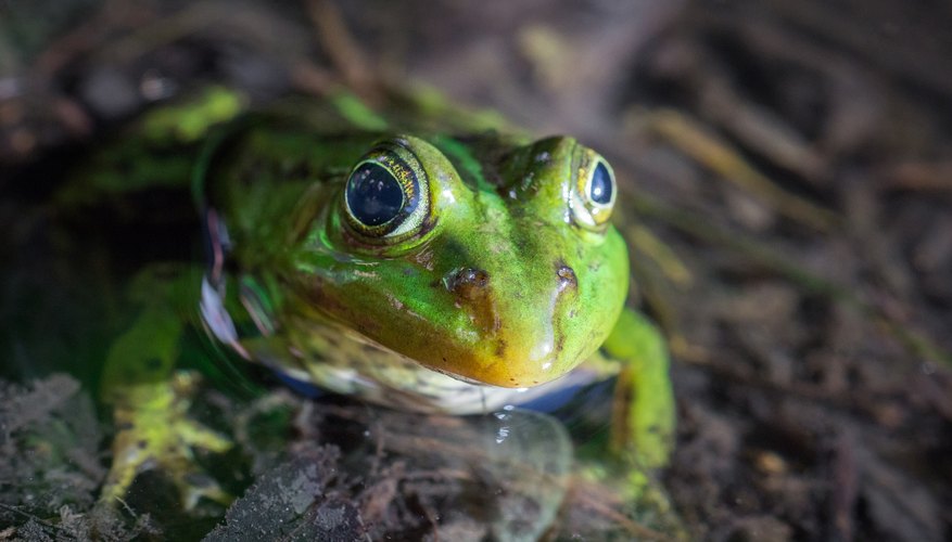 animals-that-can-see-infrared-light-sciencing