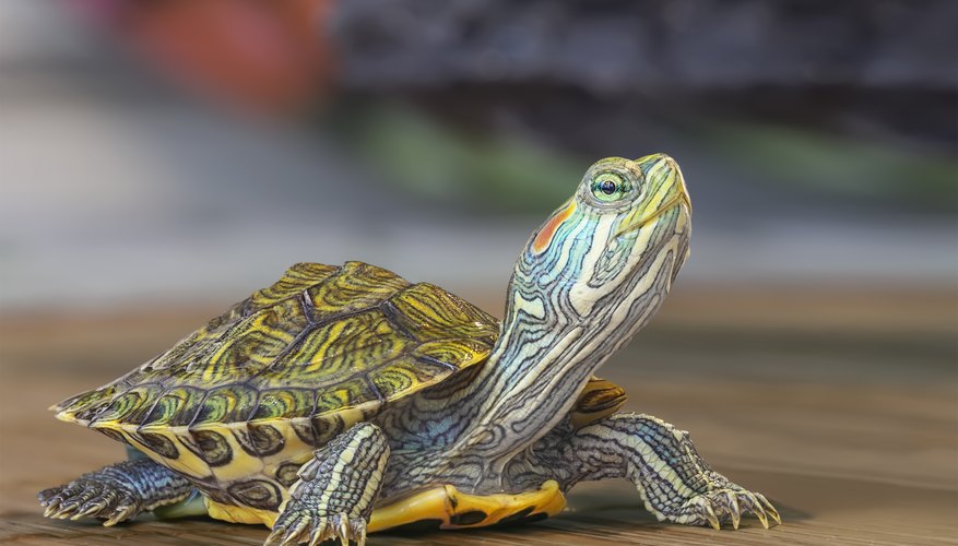 What Animals Eat Turtles? | Sciencing