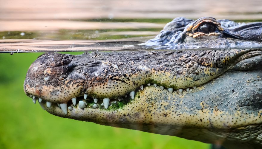 Alligator Crocodile Similarities 8626864