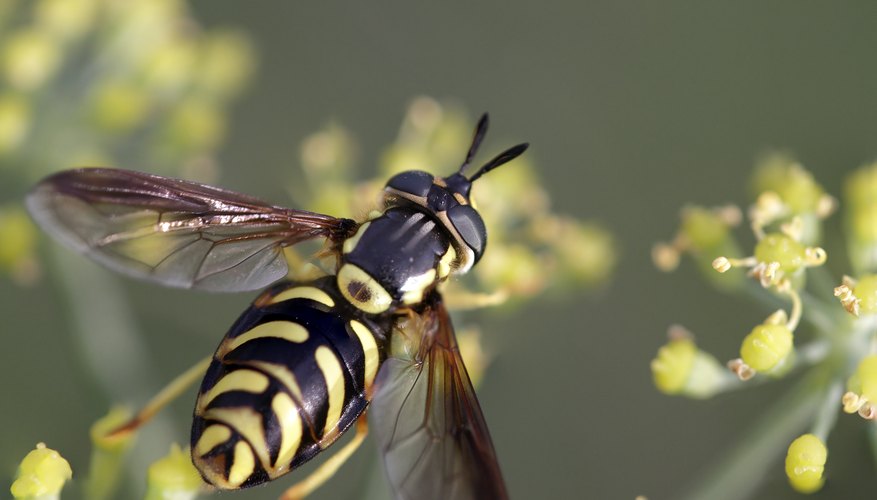 The Biting Bugs & Insects Found in North Carolina | Sciencing