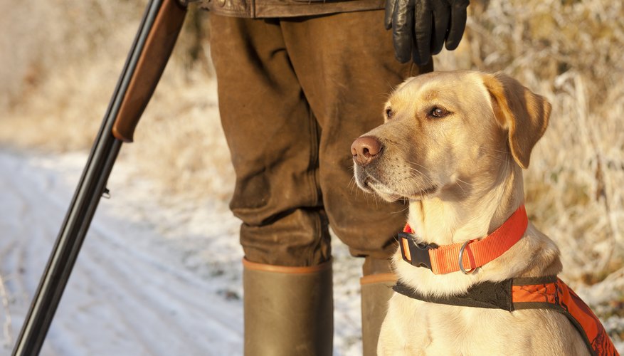 When Does Hunting Season Start in Texas?