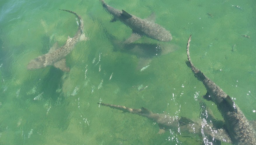 ¿Cuándo es la temporada de tiburones en Florida?