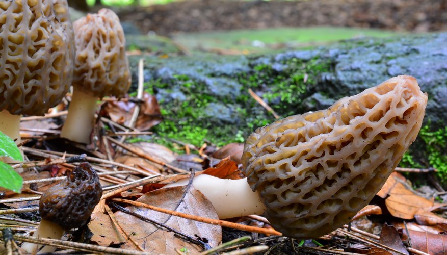 The Best Places to Find Morel Mushrooms Growing in West Virginia