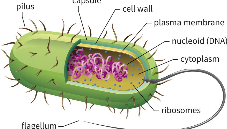 Facts About Prokaryotic | Sciencing