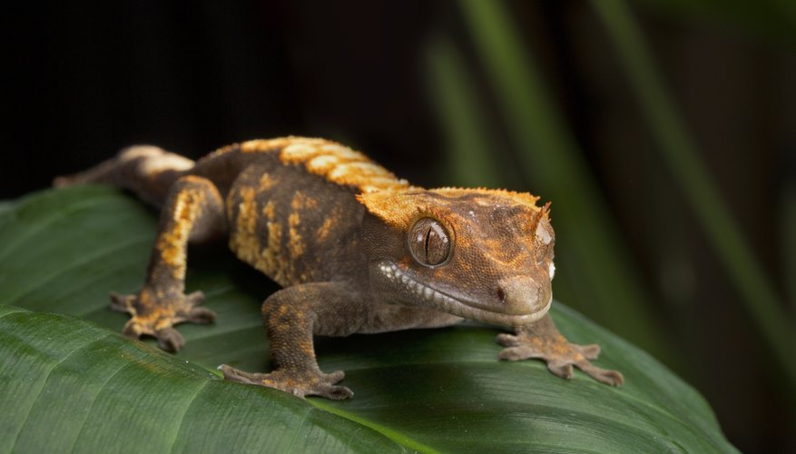 What Is the Difference Between Lizards & Geckos? | Sciencing