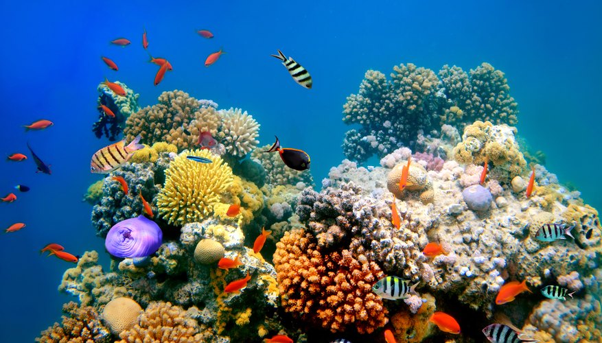 Description of the Four Types of Aquatic Ecosystems | Sciencing