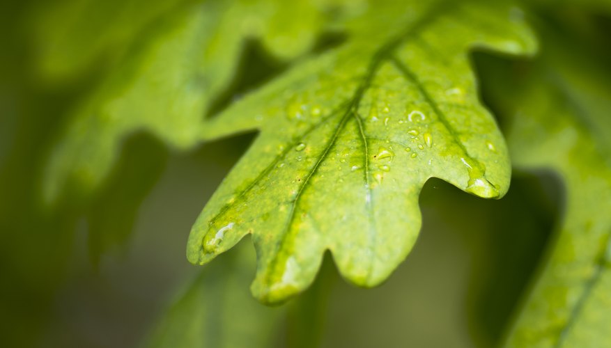 How To Identify Oak Trees By The Leaf Shape Sciencing