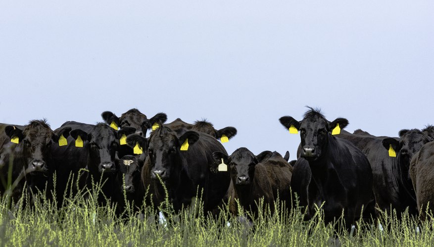 How to Read a Cattle Market Report