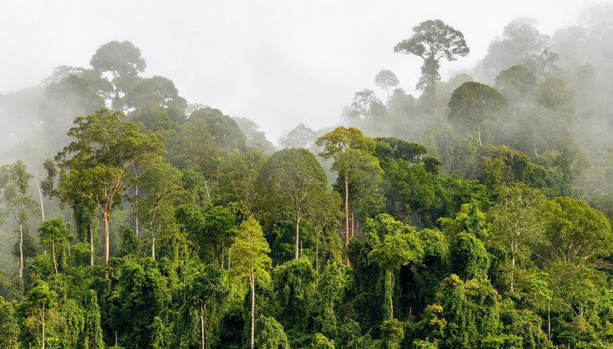 Tropical Rainforest Rainfall Per Year