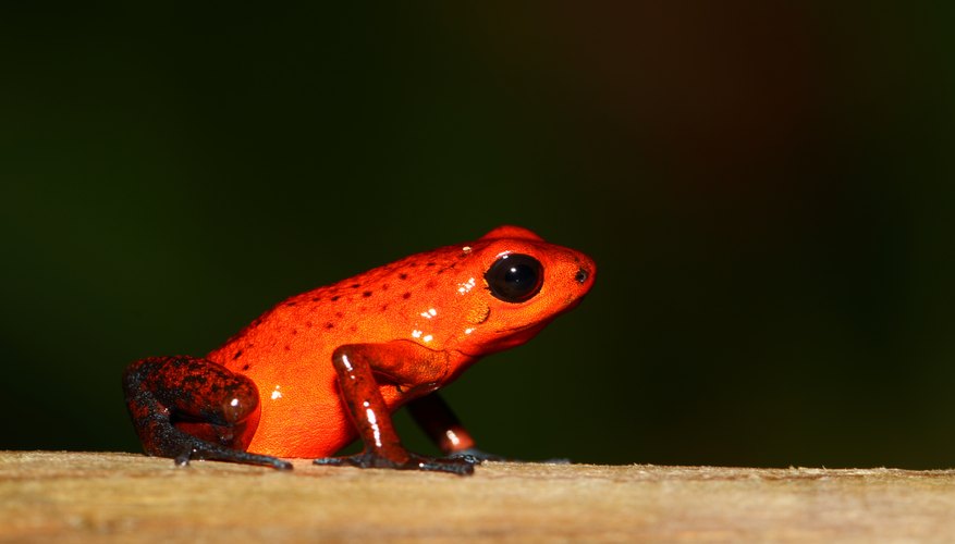 What Type of Body Coverings Do Amphibians Have? | Sciencing