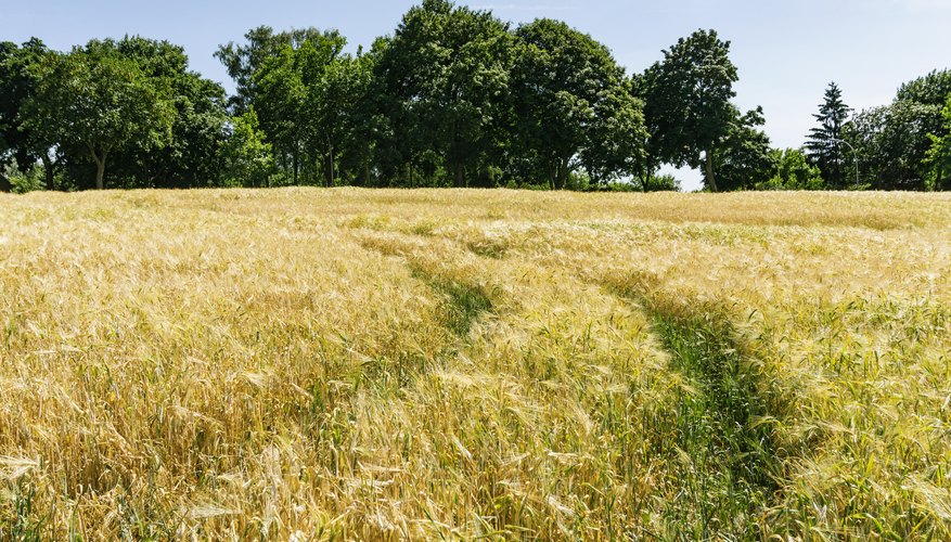 How Many Consecutive Years Can You Claim a Farm Loss?