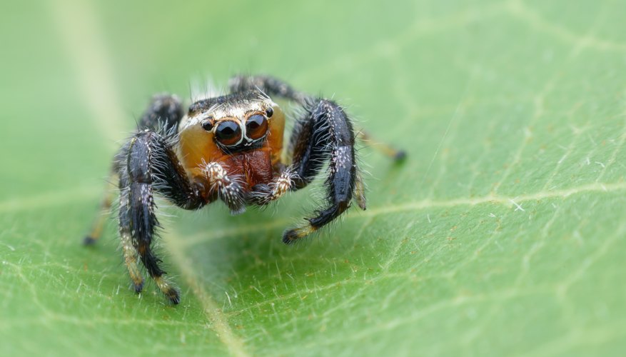 Types of Spiders Black With White Dots Sciencing