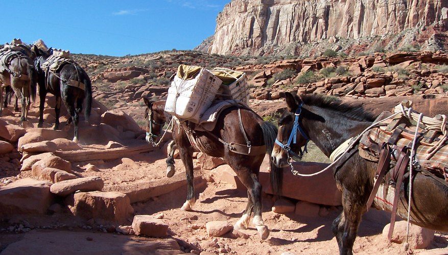 What to Expect During a Grand Canyon Mule Ride