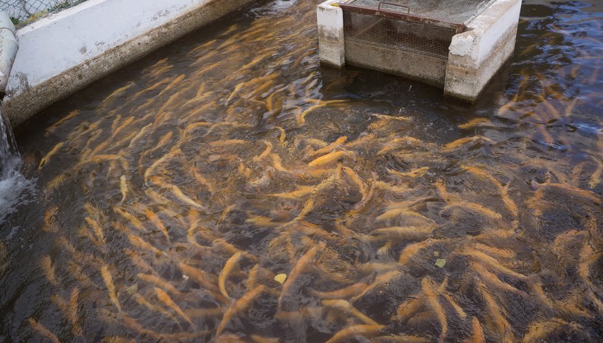 fish-farming-advantages-disadvantages-bizfluent