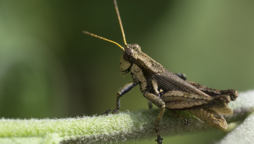 How Long Do Crickets Live Sciencing