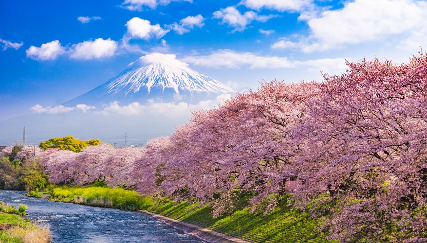 Best Time of Year to Visit Tokyo 10Best