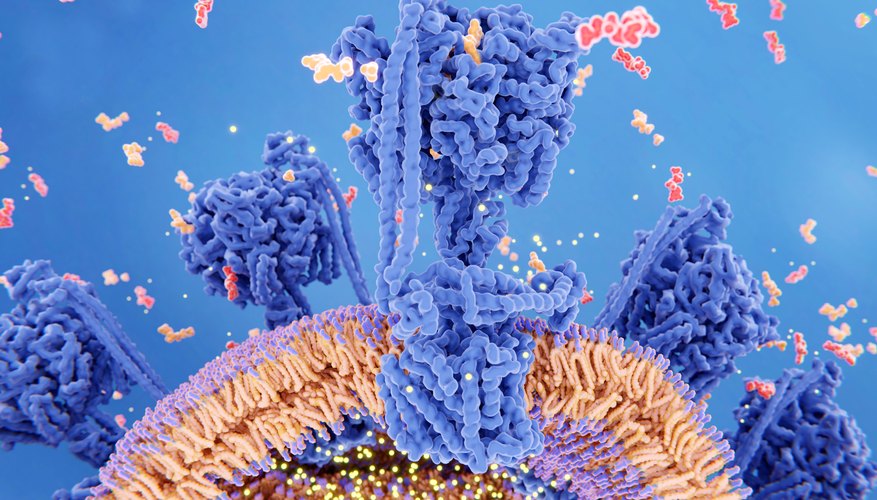 Photo Credit: selvanegra/iStock/GettyImages The Krebs Cycle and Homeostasis